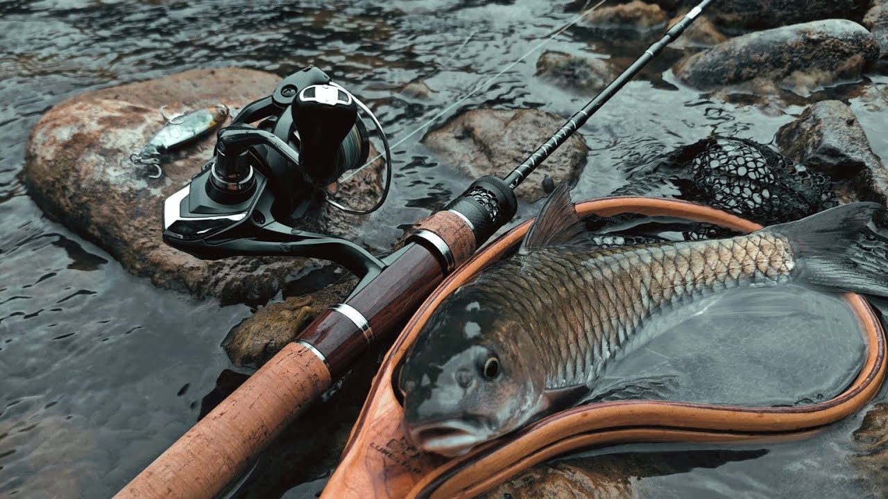 Stream Fishing Spinibarbus hollandi fishing at Taiwan