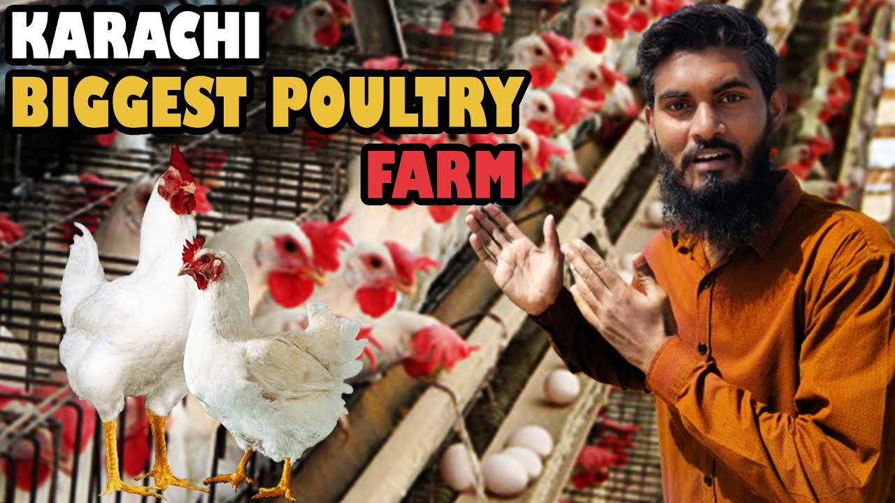 Biggest Poultry Farm In Karachi | Sohni Poultry Farm Karachi | Hamza Ali Vlog
