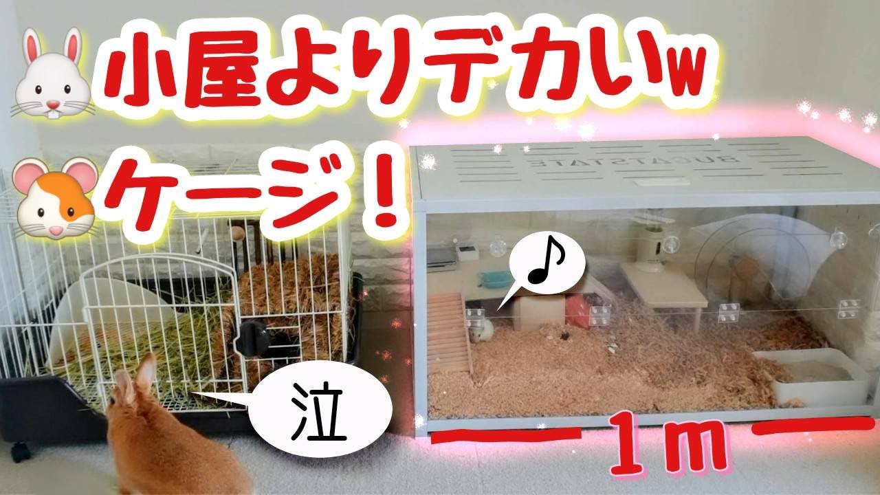 【BUCATSTATE】横幅１ｍのケージでハムスター飼育してみた【うさぎ小屋よりデカいｗ】#特大ケージ