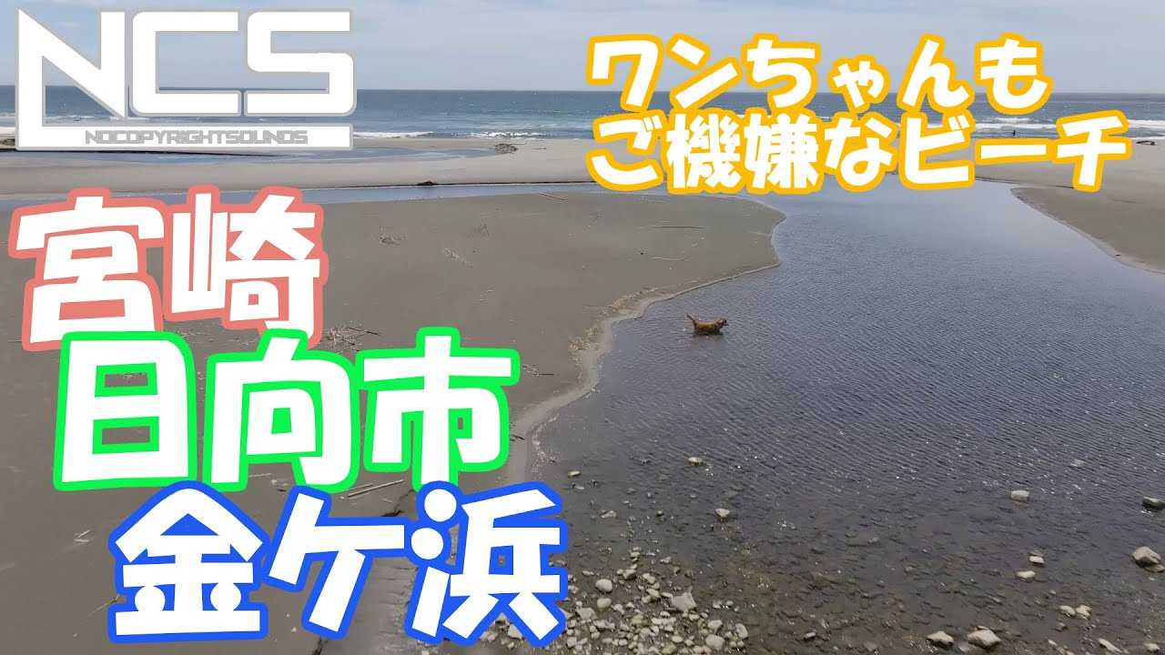空撮　日向市　金ケ浜　ワンちゃんもご機嫌になるビーチ
