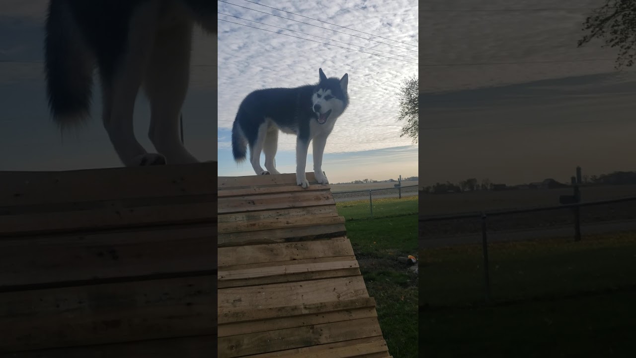 King of the ramp, husky learning.