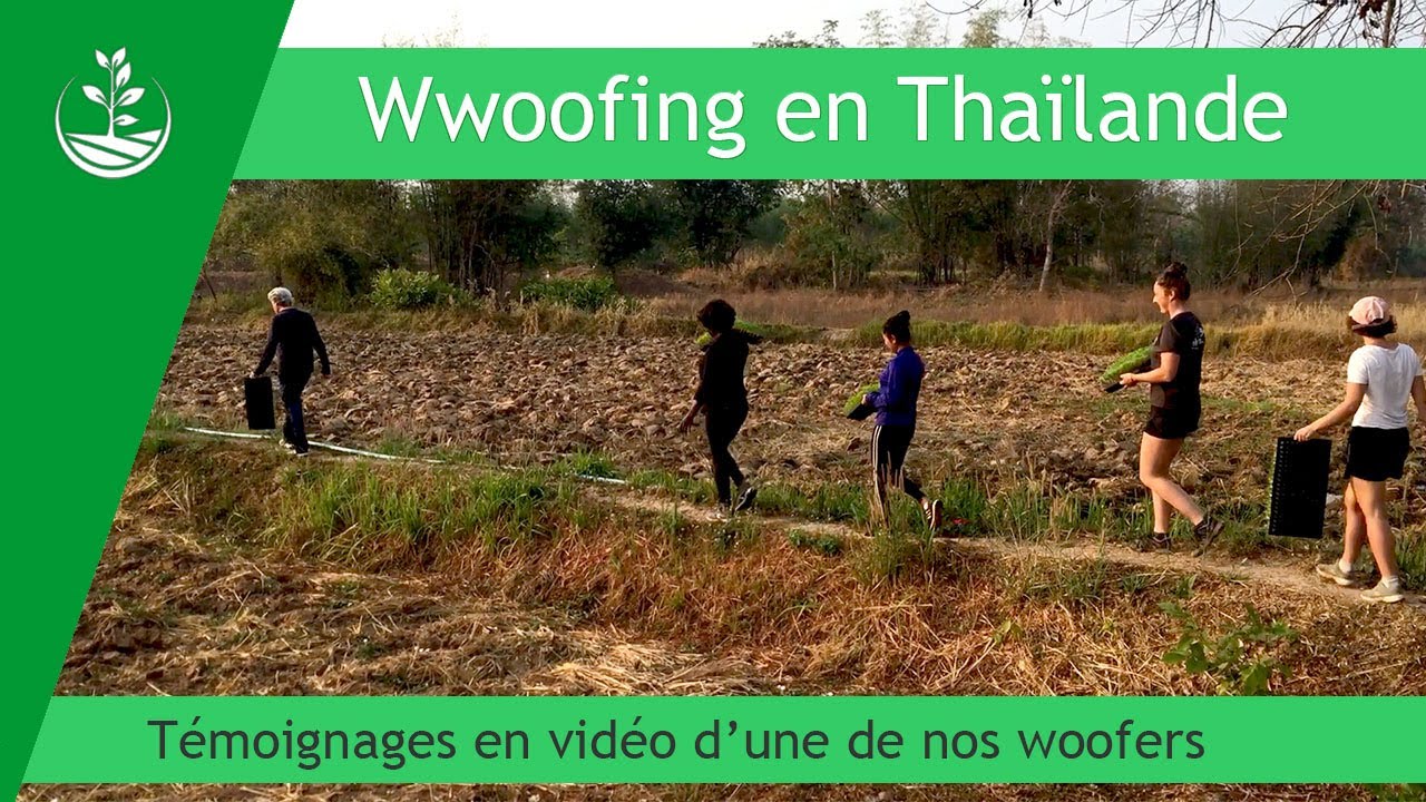 Woofing en Thaïlande : une semaine dans notre ferme organique vue par une woofer ( 2020 )