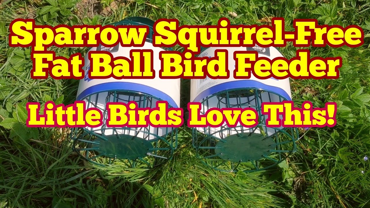 Little Birds Love This: Fat Ball Feeder To Exclude Squirrels And Large Birds