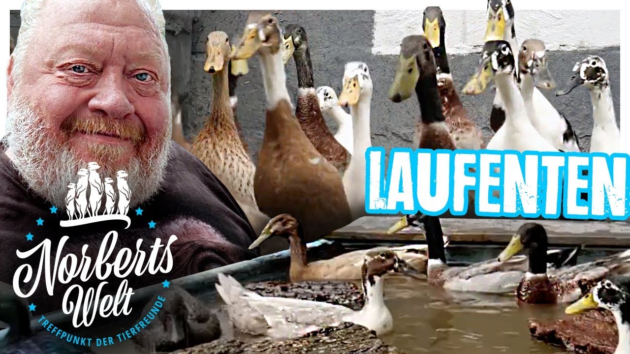 LANGGEZOGENES TIER? | Die LAUFENTE m&uuml;sst ihr sehen!  | NORBERTS WELT | Zoo Zajac