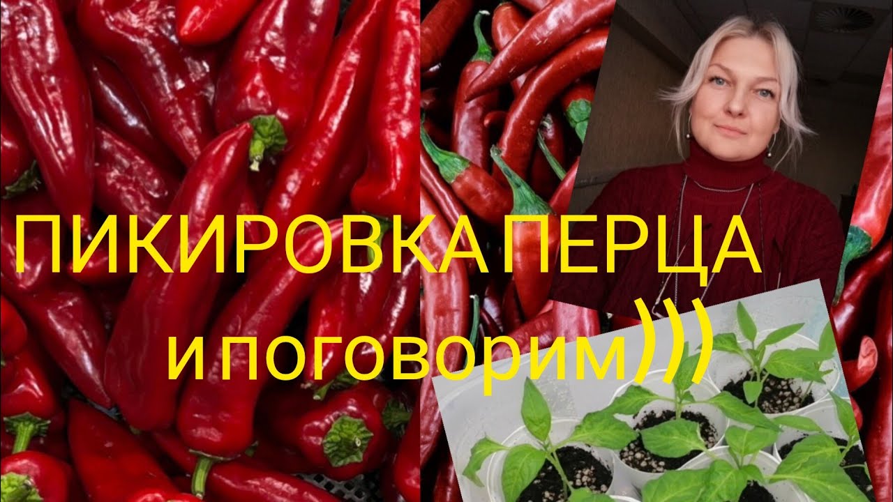 Я пикирую только так! 08.03.2026