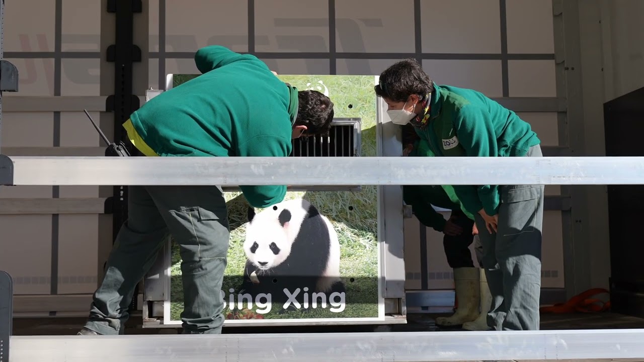 La familia panda inicia su viaje desde Zoo Madrid a Chengdu