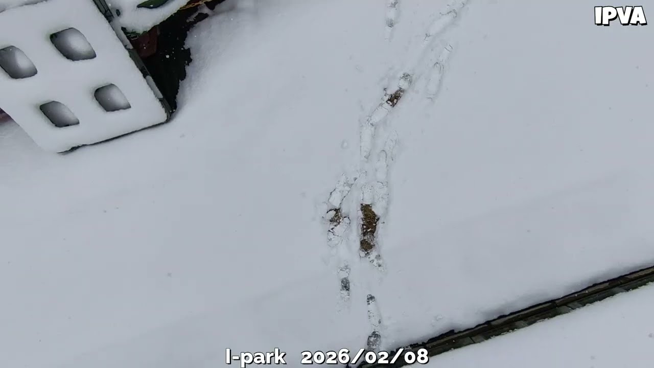 pv-i-park20260208