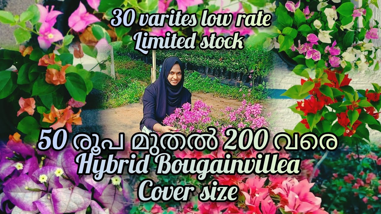 എവിടെയും കിട്ടാത്ത വിലയ്ക്ക് hybrid Bougainvillea/limited stock/what's app 9061366992