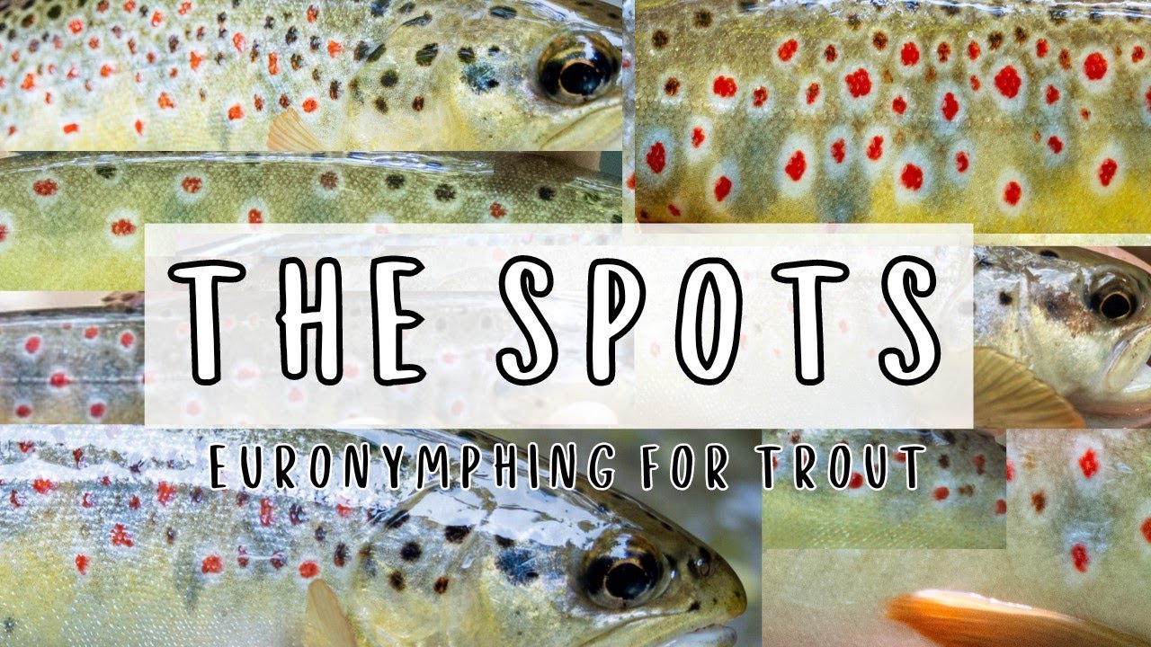 The Spots