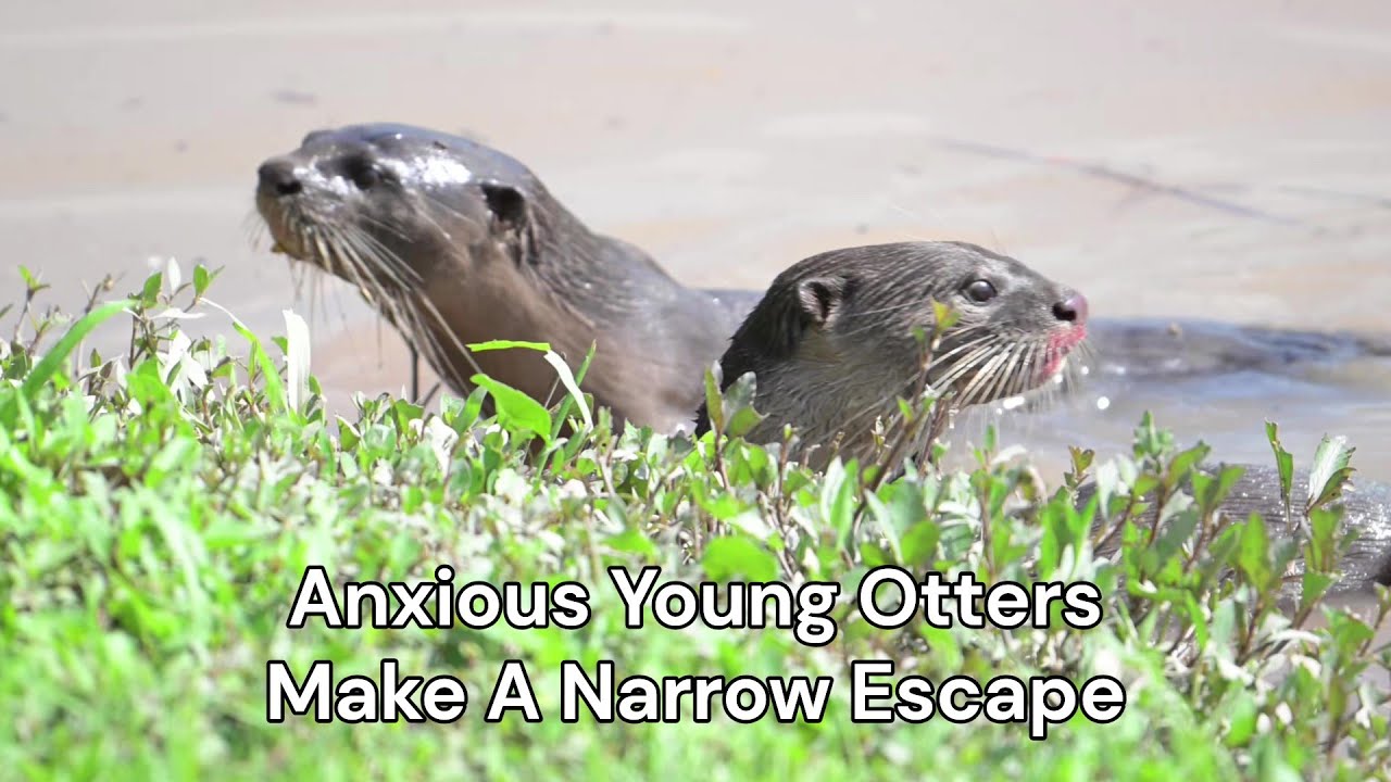 Anxious Young Otters Make a Narrow Escape