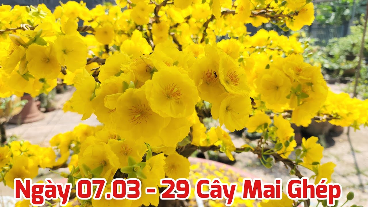 Ngày 07/03 - Bán 29 Cây Mai Ghép