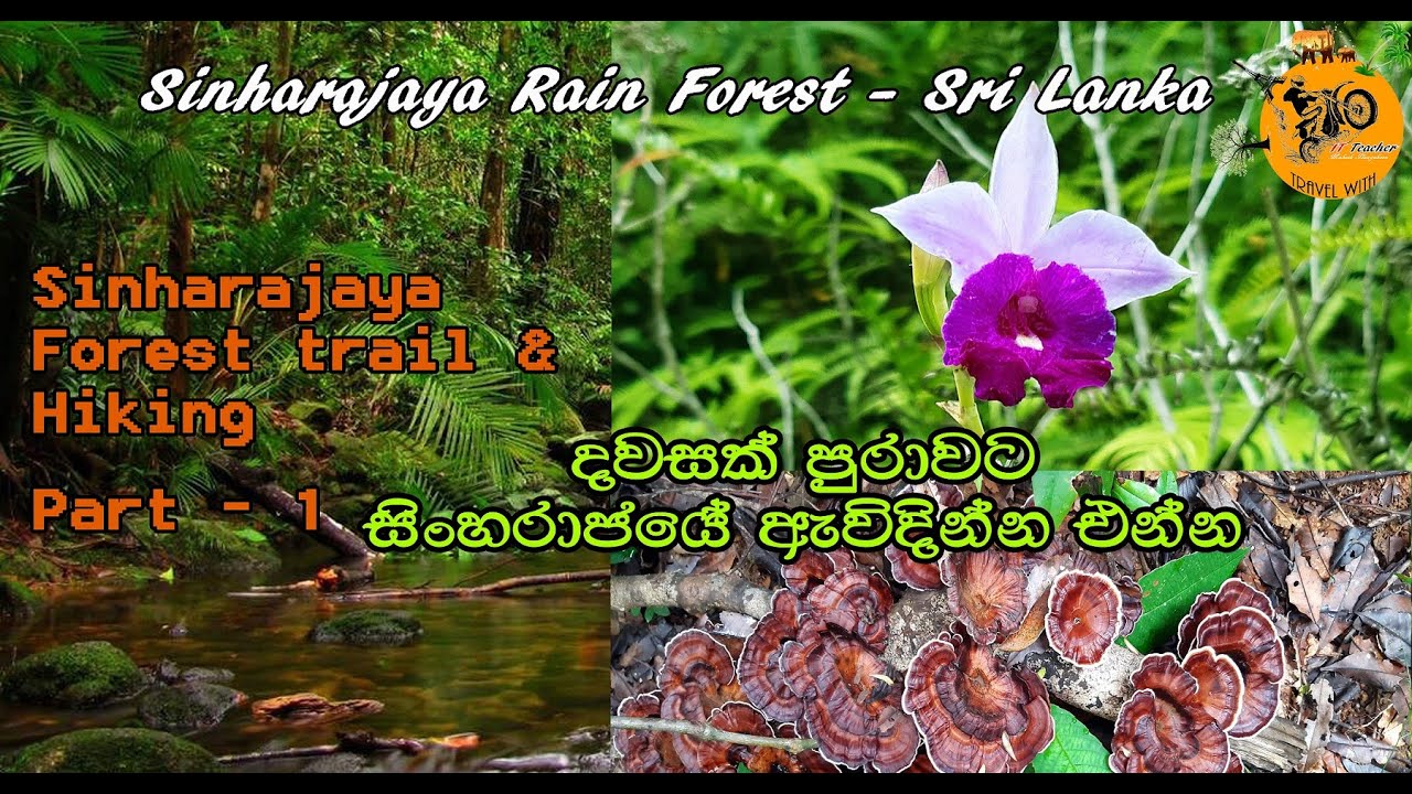 සිංහරාජයේ දවසක්  sinharajaya rain forest - forest trail and mulawella hiking - part  -1