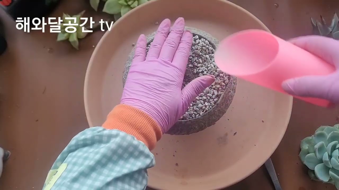 육이들 식재했어요✨️🌹🐰🌟🌵❤️✨️