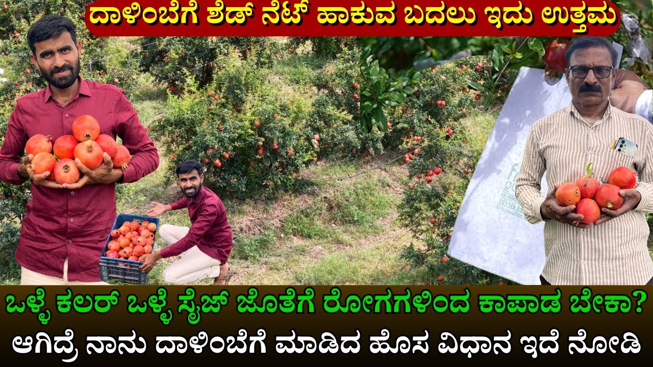 ಒಳ್ಳೆ ಕಲರ್ ಒಳ್ಳೆ ಸೈಜ್ ಜೊತೆಗೆ ರೋಗಗಳಿಂದ ಕಾಪಾಡ ಬೇಕಾ? ಆಗಿದ್ರೆ ನಾನು ದಾಳಿಂಬೆಗೆ ಮಾಡಿದ ಹೊಸ ವಿಧಾನ ಇದೆ