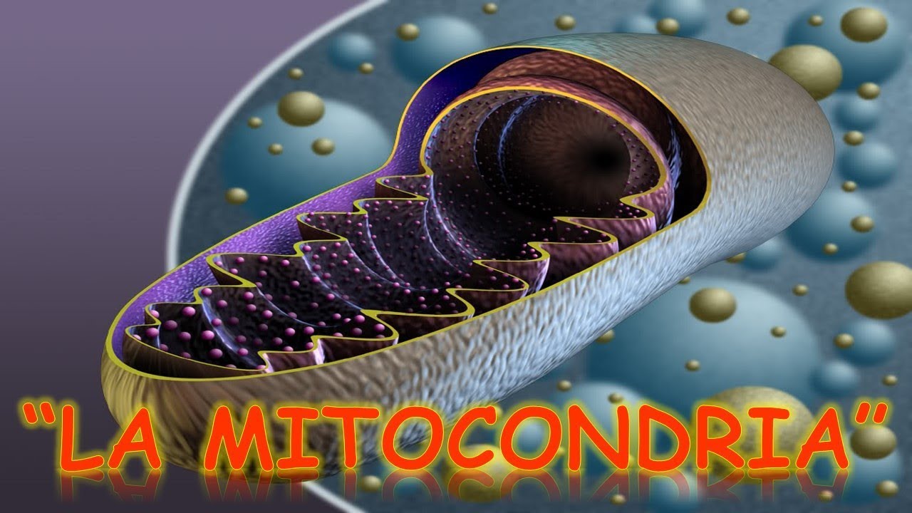 LA MITOCONDRIA : BIOLOGÍA | MediCiencia