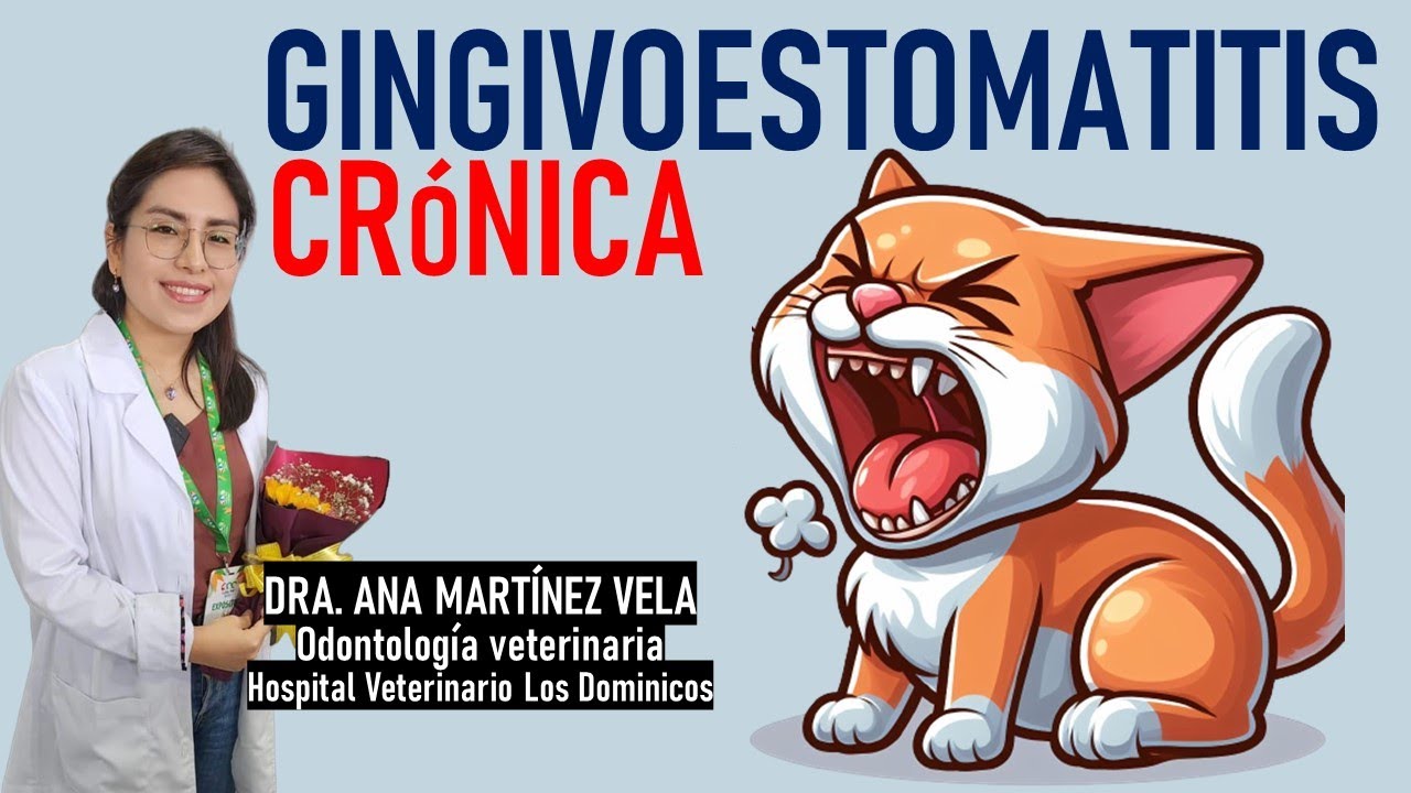 GINGIVOESTOMATITIS CRÓNICA | Con la Dra. Ana Martínez | La Vida Con Gatos 21 #lavidacongatos