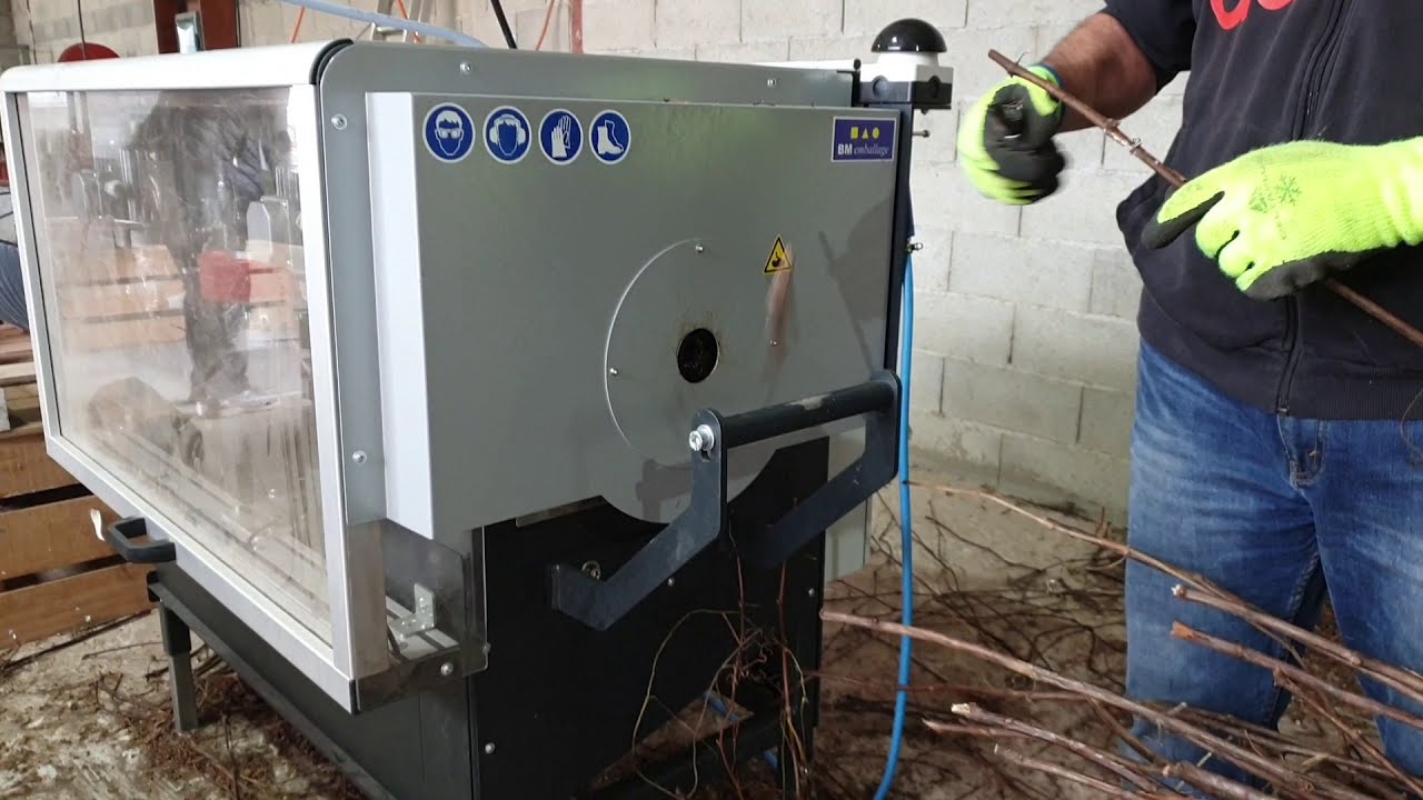 débouturage de portes greffes de vignes UINPLANTS VIGNE