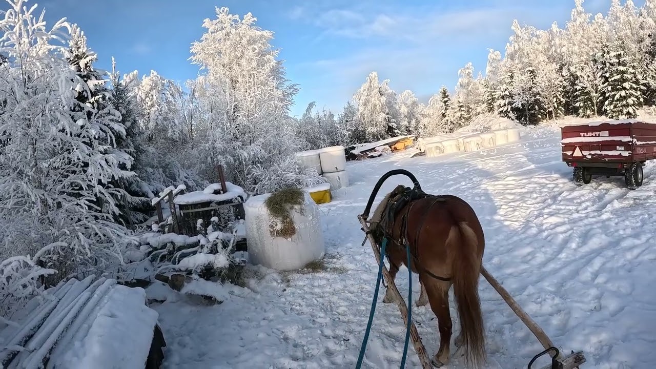 Suomenhevonen ja parireki 2/2