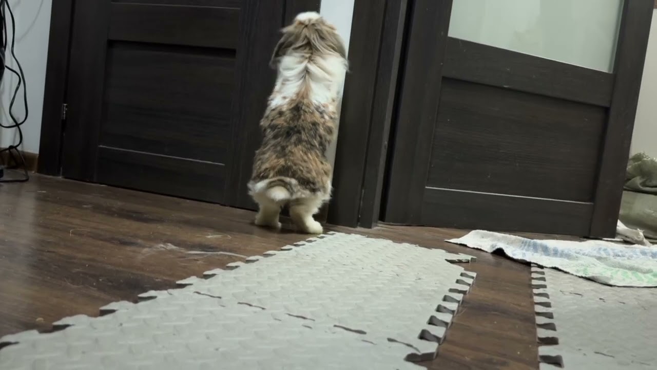 curious bunny is walking