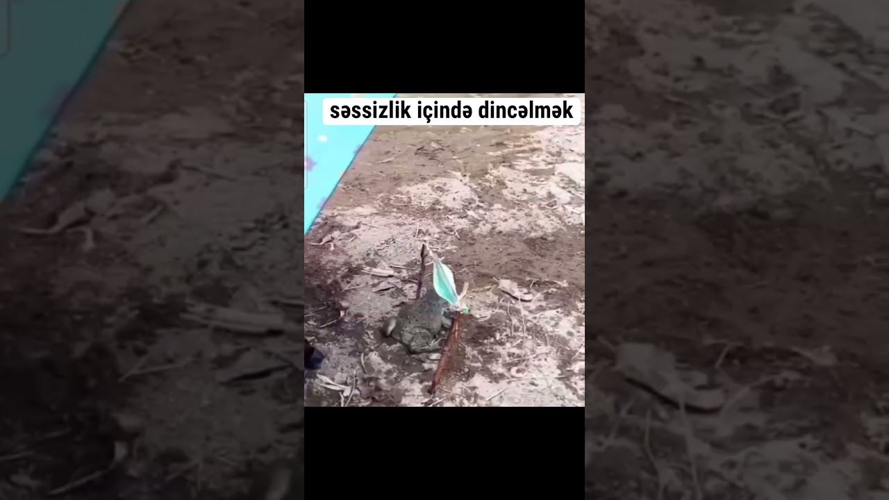 Arada qurbağa olmaq istəyirsən😁 