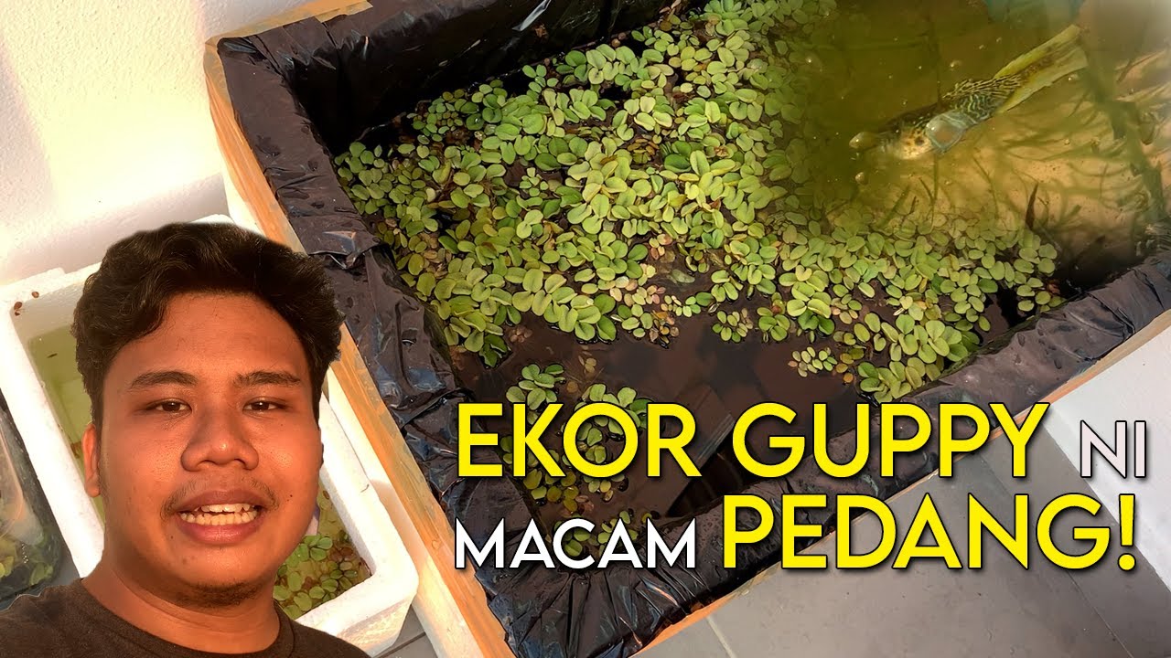 Guppy Ekor PEDANG!!! | Swordtail Guppy Review Vlog