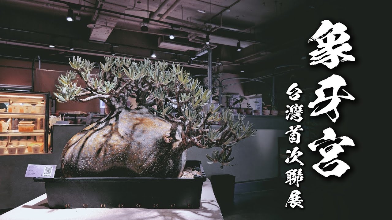 珍品象牙宮!! 超過100棵胖球出沒｜滿滿的藏品等級象牙宮蒞臨現場｜胖球俱樂部 Fat Ball Club｜V肉格 EP.31｜A&Y's Succulent Vlog