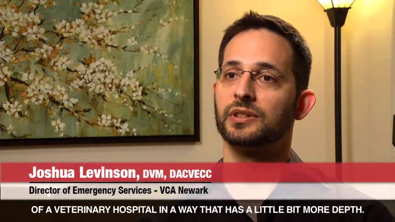 Get to know the Ohio State Veterinary Medical Center