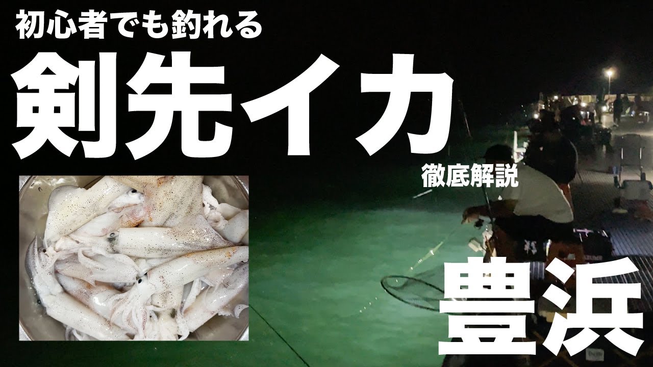 【豊浜釣り桟橋】『剣先イカ祭り開催中‼︎』初心者でも釣果を出すコツを徹底解説‼︎【ブランコ仕掛け・スッテ・エギ］