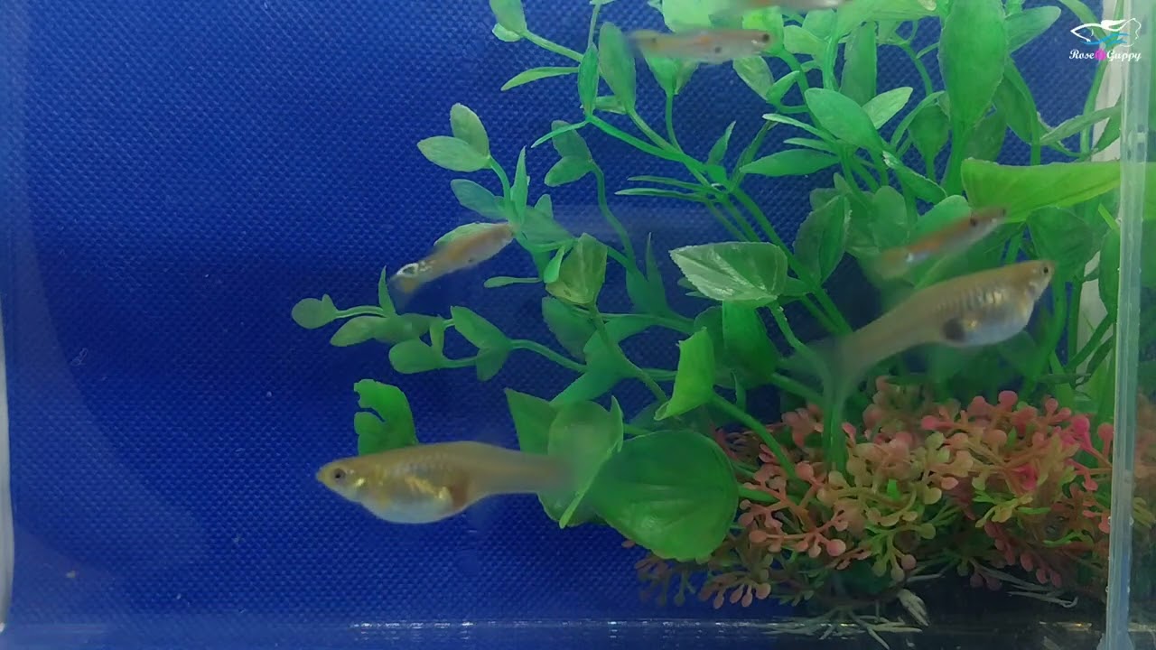 Wildguppy