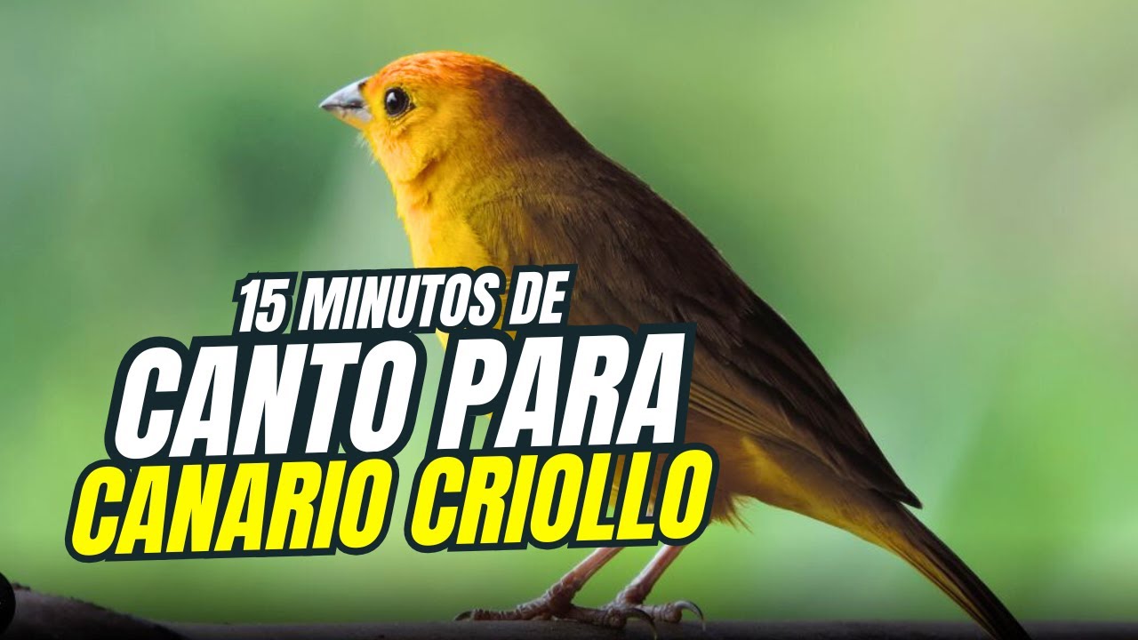 Canto de CANARIO CRIOLLO Para Enseñar