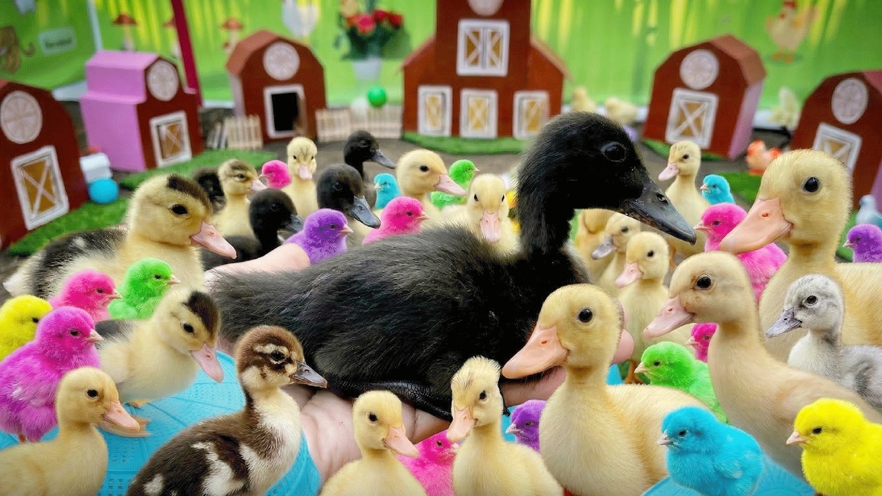 Berburu Bebek lucu Berenang, Tangkap Bebek Ireng, Berburu Entok Dan Ayam Warna-Warni