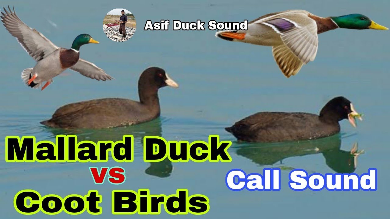 Mallard duck vs coot birds  call sound | Coot birds voice | Coot birds hunting voice