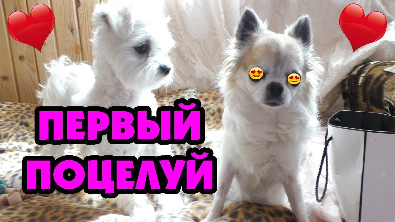 ЛОЛА НОЧУЕТ У БИЛЛИ! ПЕРВЫЙ ПОЦЕЛУЙ! ПОЧЕМУ ЛОЛА ХОЧЕТ УЙТИ?