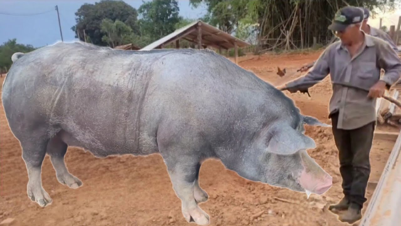 VENDEMOS 05 PORCO GORDO DEU 1.500 KG 100 ARROBAS, A 150 REAIS 