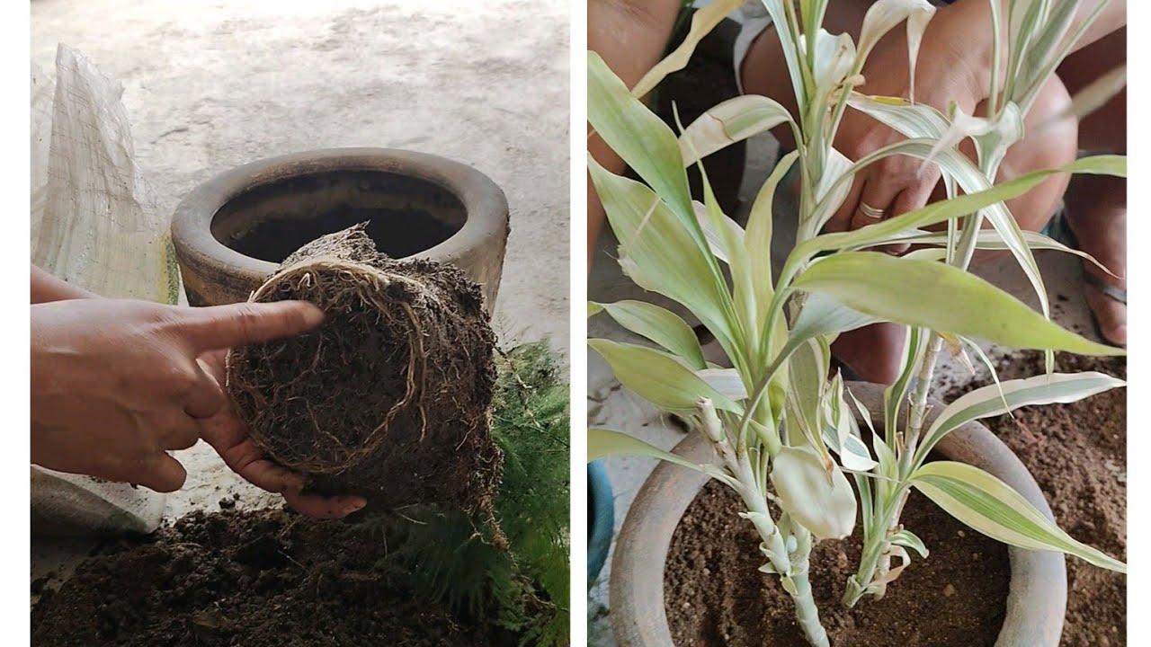 SI NOTAS ESTOS PROBLEMAS EN TUS PLANTAS TE DIGO LA POSIBLE CAUSA Y SOLUCIÓN 👍👍👍