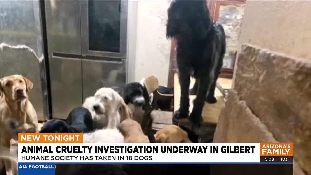 18 dogs rescued from Gilbert home
