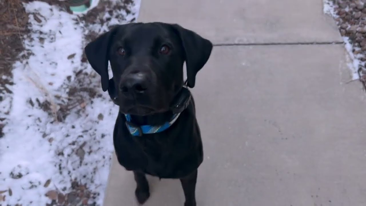 How to Teach Your Dog To Come When Called - Complete Canine Training