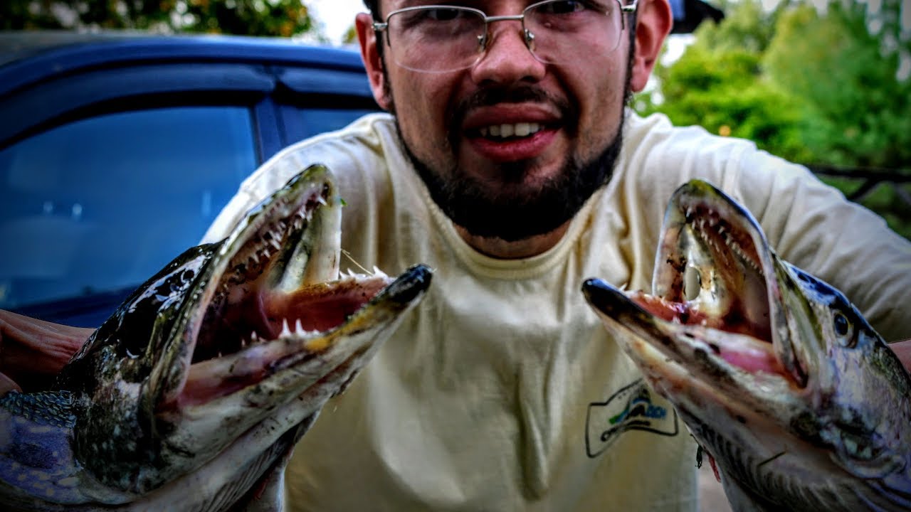 Ловля щуки на воблер на Дону. Pontoon 21 Greedy Guts VS Zip Baits Orbit.