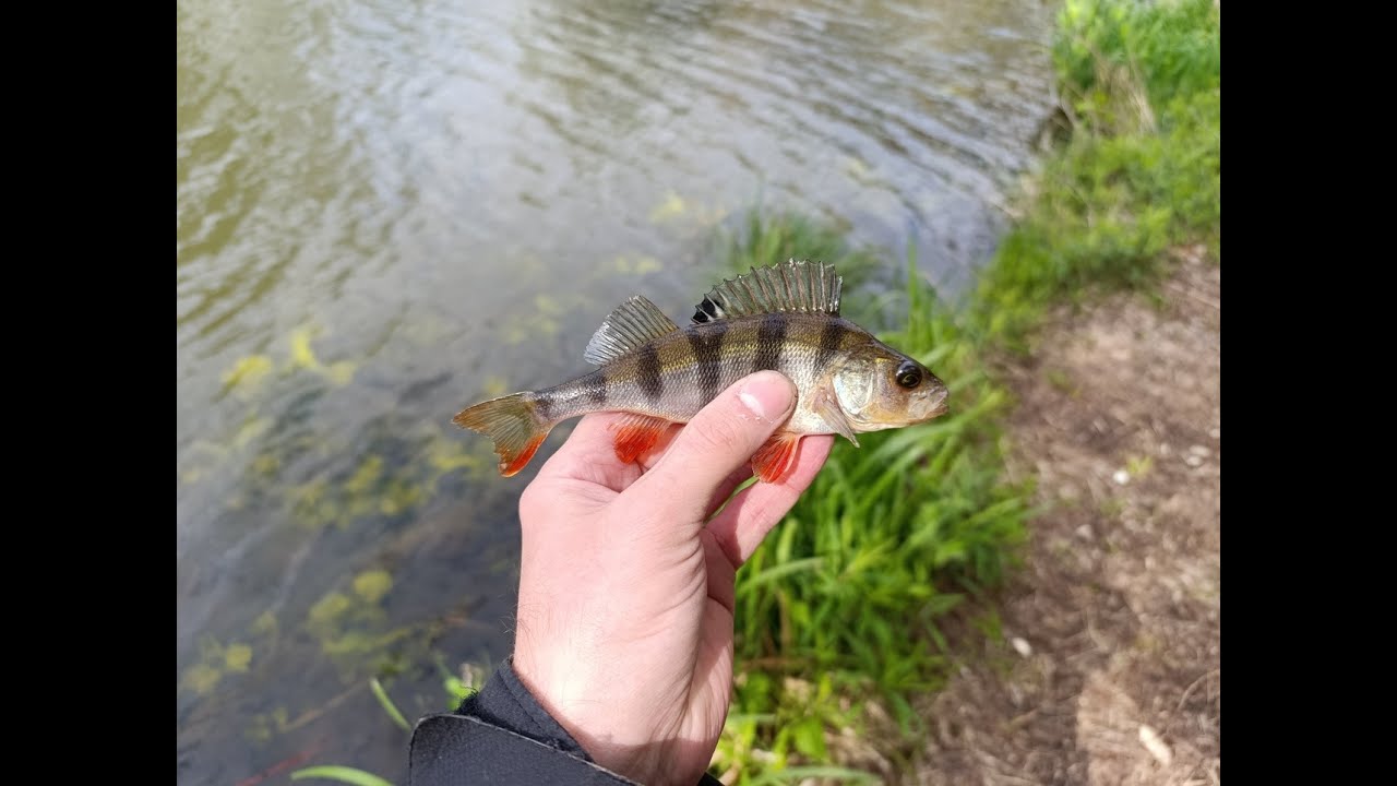 Wiosenne okonie na spinning Kanał Żerański #spinning #wędkarstwo #okoń #perch #fishing