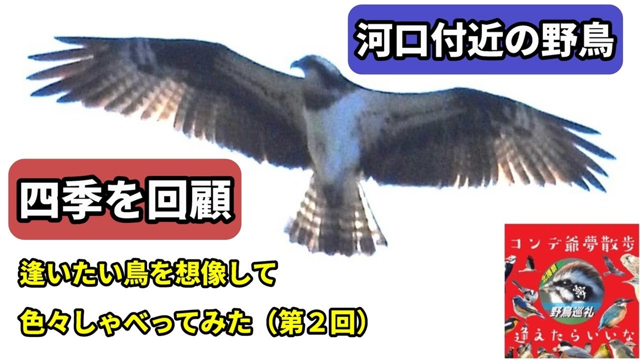 河口付近の野鳥四季回顧  野鳥撮影散歩で逢いたい鳥を想像しながら色々しゃべってみた（第２回）