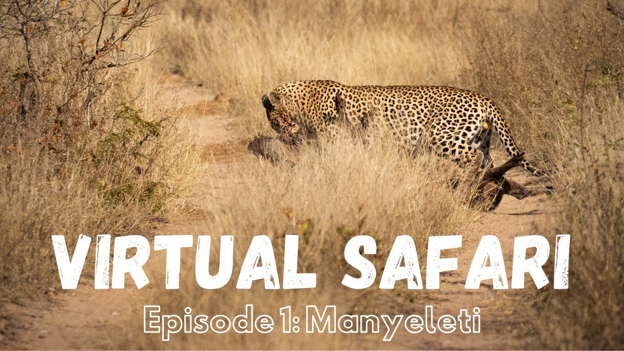 Virtual Safari Highlights in the Greater Kruger National Park - Episode 1