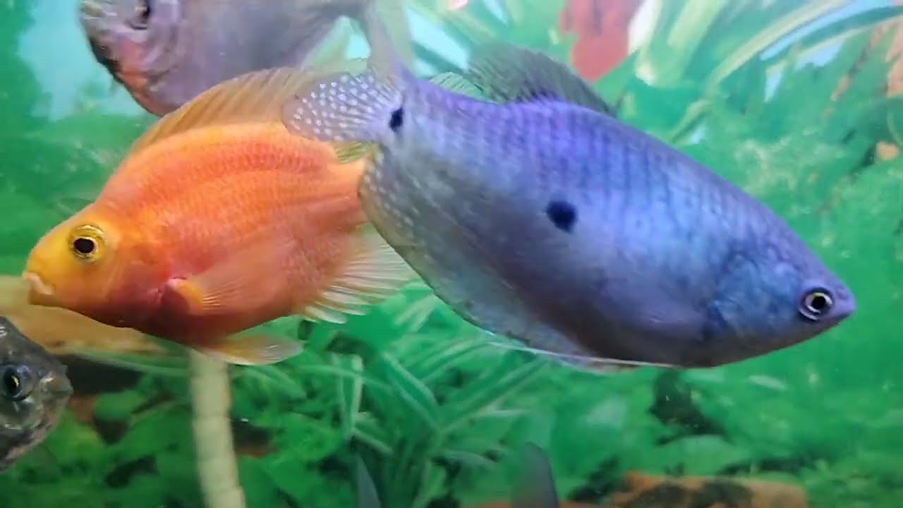 #parrotfish # severam # AquaMaster08# Gaurami fish
