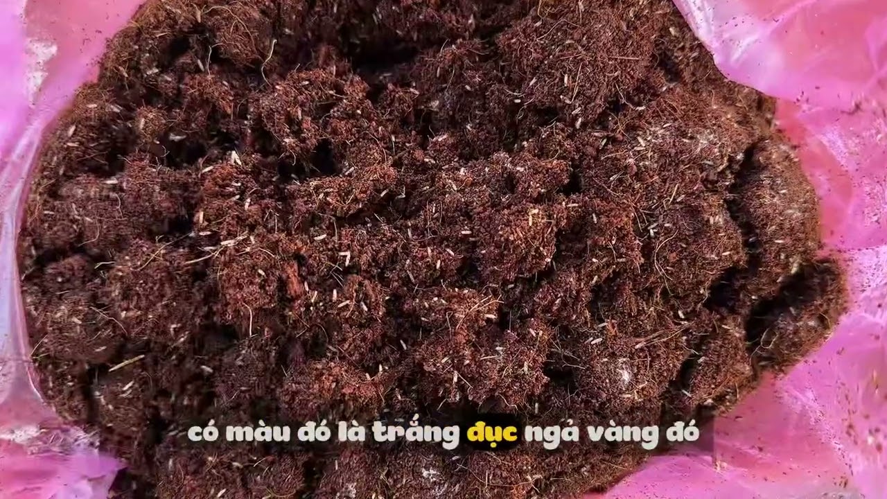 Tránh hiểu lầm khi nhận Trứng Dế #farm #insects #crickets