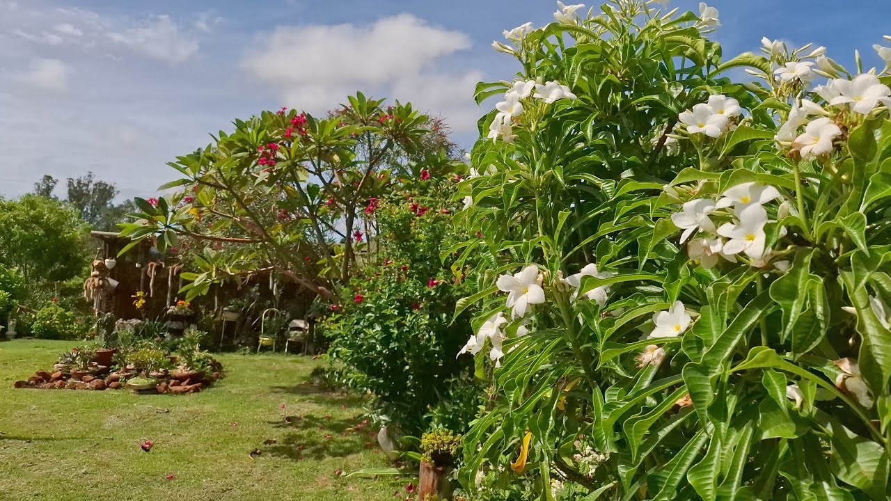 Como está meu jardim após a viagem!!!