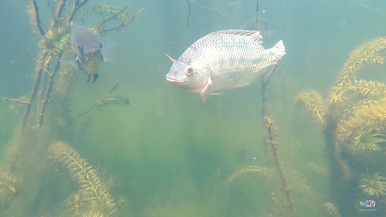 Pescaria de tilapia! Grandes cadurmes de peixes - tilapias, curimata&atilde;, piranhas, tucunare e etc.