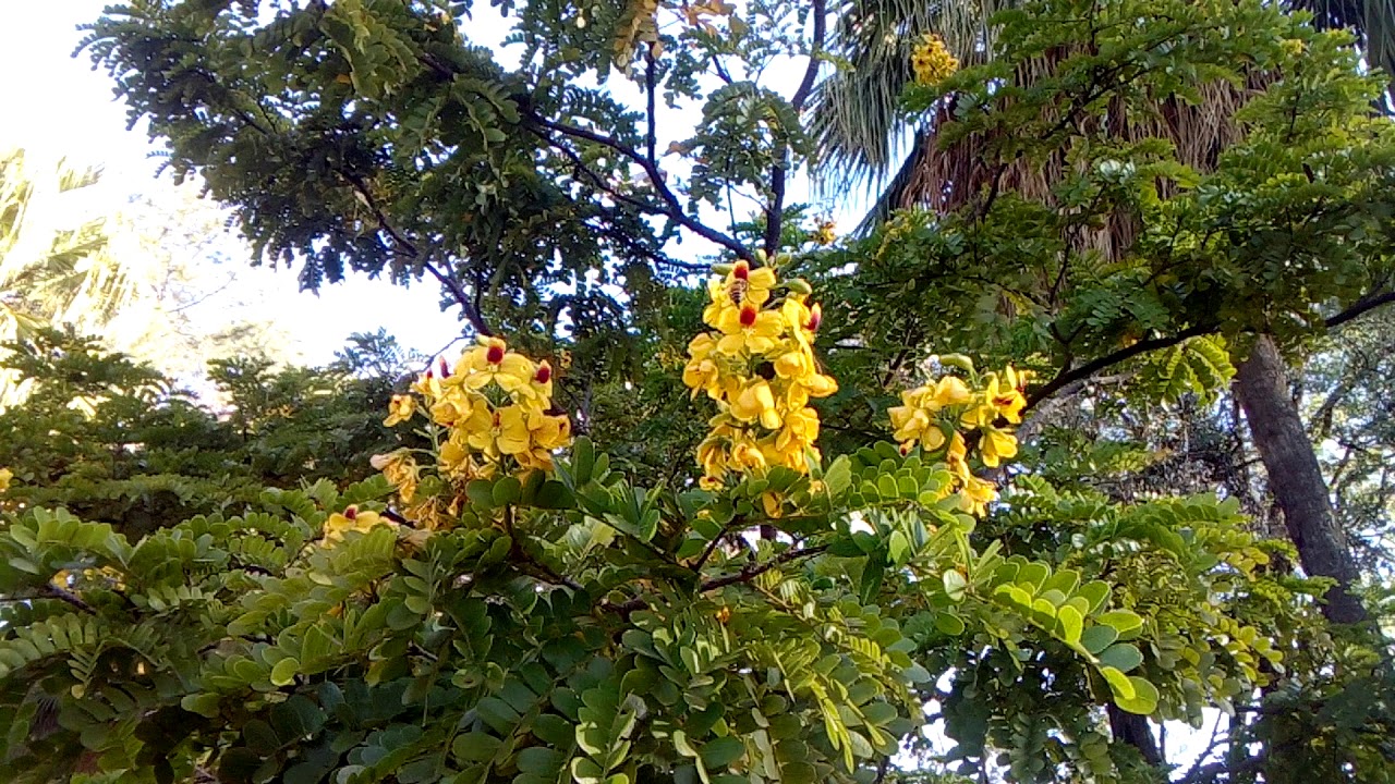 A ORIGEM DO PAU BRASIL, PAUBRASILIA ECHINATA
