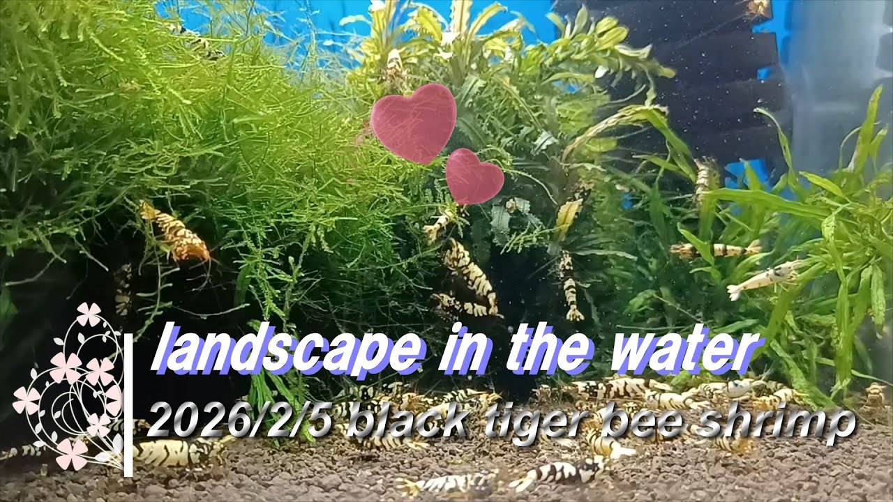2026/2/5 landscape in the water #ブラックタイガービーシュリンプ #アクアリウム #aquarium #癒し #healing