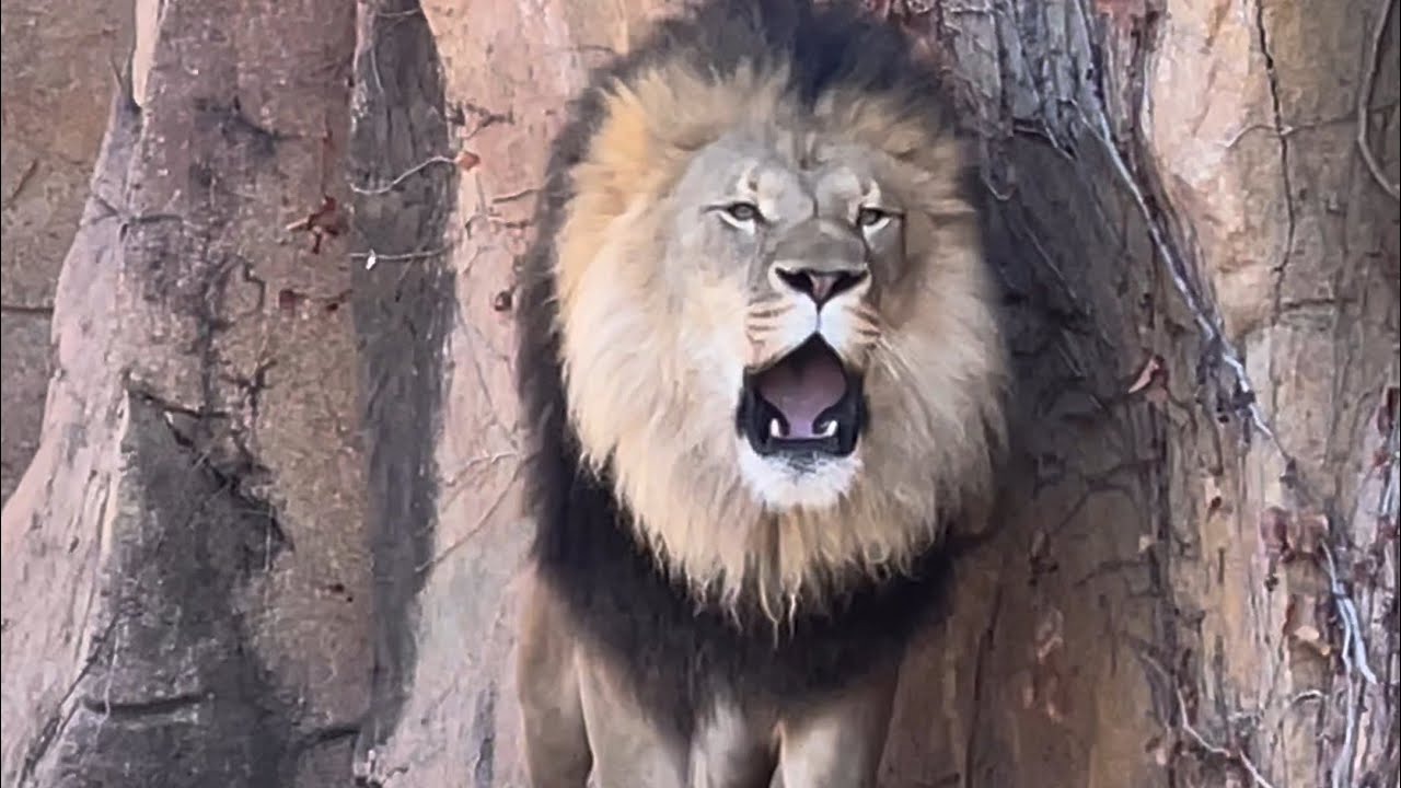 Happy Lion Roaring & Huffing 🦁