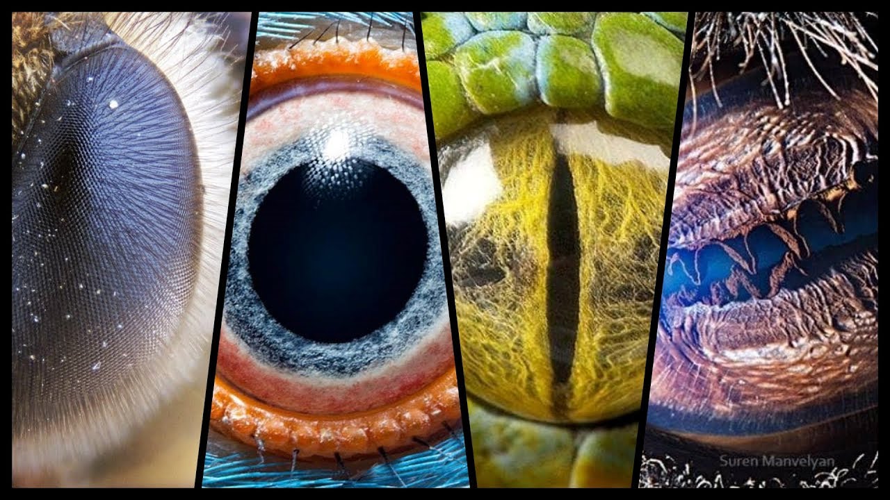 EYES OF ANIMALS!!!