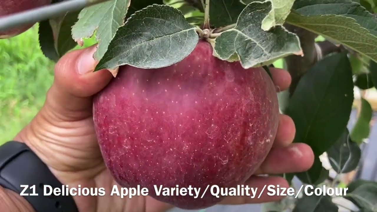 FANZAD (Z1) or FEN PLUS GALA Apple Full MATURITY,M9 Rootstock,Apple Orchard,Owner Avinash Chauhan 🍎